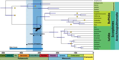Exploring The Evolution And Terrestrialization Of Scorpions Arachnida