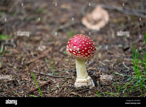 Amanita Muscaria Poisonous Mushroom Photo Has Been Taken In The