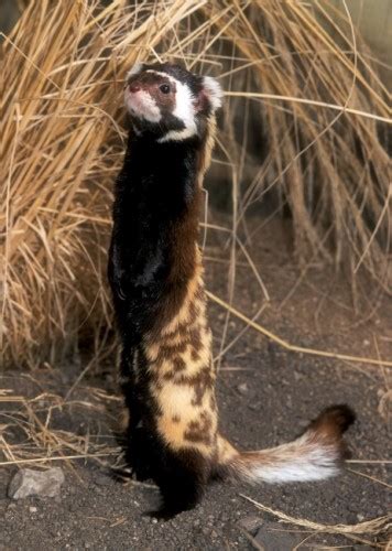 marbled polecat honey  shrunk  spotted hyena featured creature