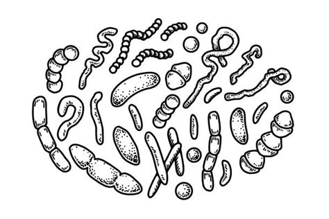 50 Shigella Bacteria Stock Illustrations Royalty Free Vector Graphics