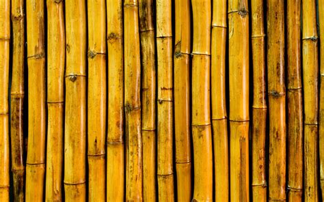 Download Wallpapers Yellow Bamboo Trunks Macro Bambusoideae Sticks