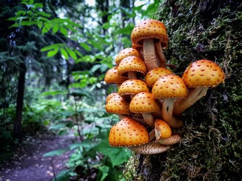 Its Been The Mushroom Season Of The Century In Northern Bc Cbc News