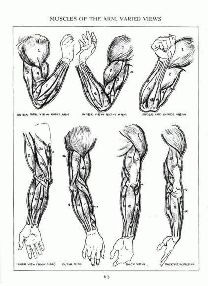 Character Design Collection Arms Anatomy Arm Anatomy Arte Com Greys