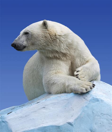 World Celebrates International Polar Bear Day For Conservation