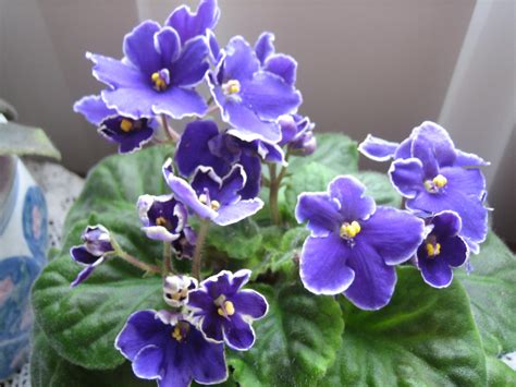 Optimara Hawaii African Violet Flowers Violet Garden Violet Plant