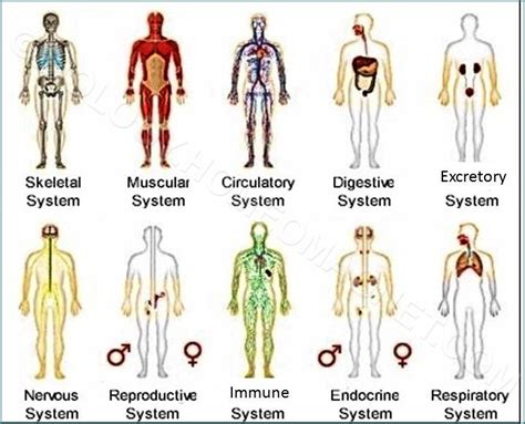 Organ System Biology