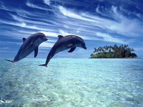 Pictures Of The Ocean Cheerful Dolphins In The Sea Ipad Wallpaper