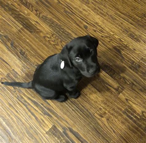 Review Of 8 Week Lab Puppy Size 2022 Handicraftsful