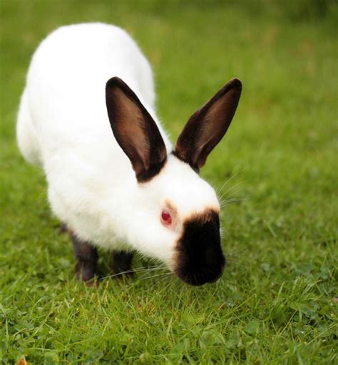 Children have small hands and small laps. 10 Best Pet Rabbit Breeds for Children | PetHelpful