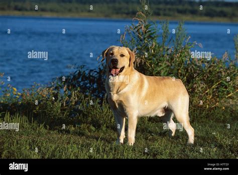 Yellow Labrador Retriever Canis Familiaris Portrait Of Adult Female