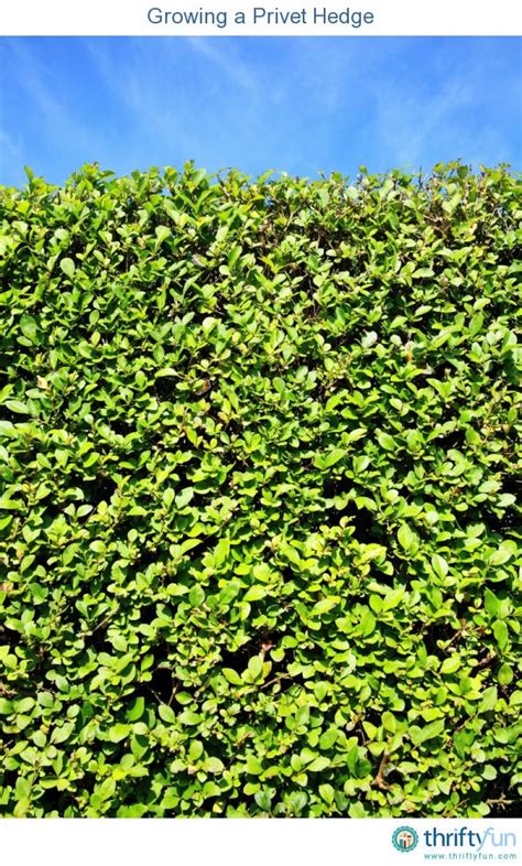 Growing A Privet Hedge Privet Hedge Hedges Privacy Hedges Fast Growing