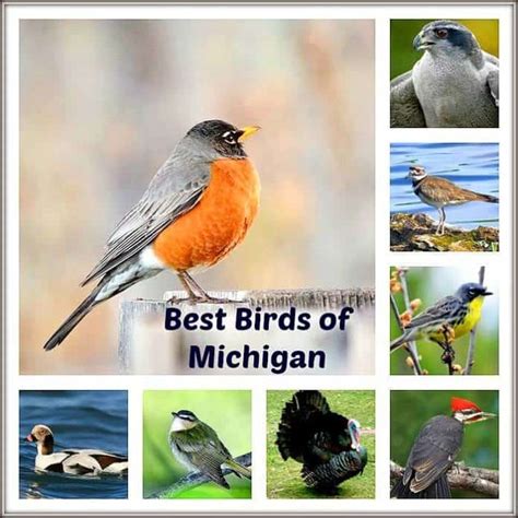 Top 15 Birds Of Michigan State Bird Of Michigan Bioexplorer