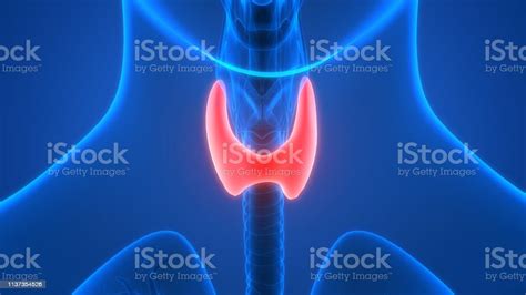 Human Thyroid Gland Anatomy Stock Photo Download Image Now