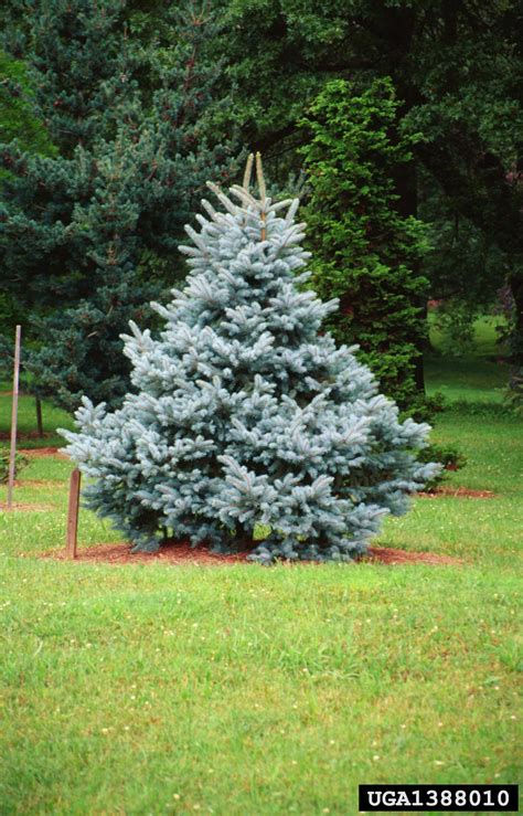 Blue Spruce Picea Pungens