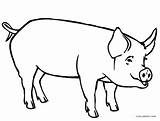 Coloring Pig Pigs Printable Cool2bkids sketch template