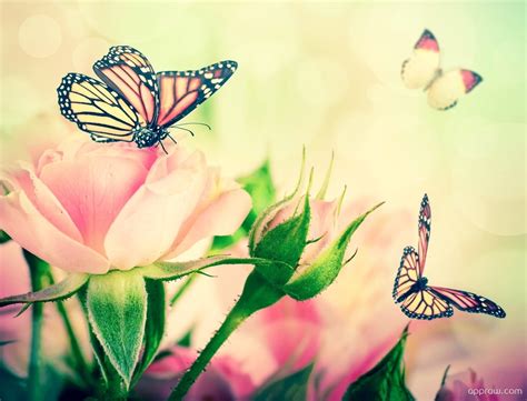Butterflies And Roses Wallpaper Download Flower Hd Wallpaper Appraw