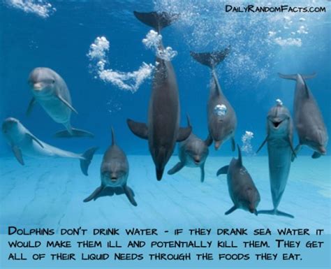 Listen to a song about animals living by the river. 20 Awesome animal facts you might not know | Amazing Creatures