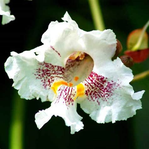 There are over 210 species of magnolia trees that are commonly found in north america. Catalpa Tree Flower Essence