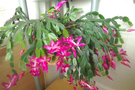 Burgers animal park (burgers dierenpark) arnhem, the netherlands description: Christmas cacti Nov 2018 - Lynne Lee | Beautiful flowers ...