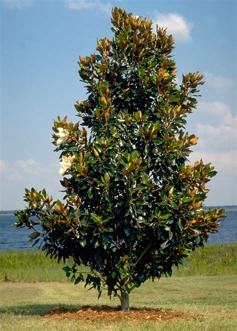 Magnolia Grandiflora Little Gem Southern Magnolia 7 Trees Siteone