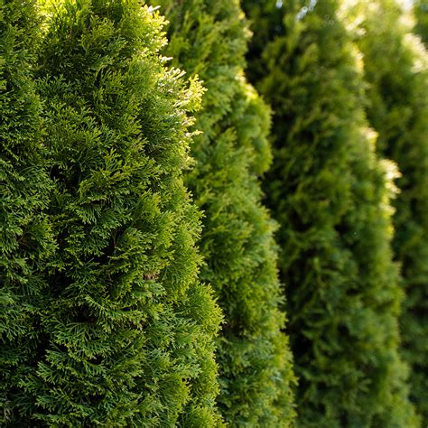 Buy Full Speed A Hedge® American Pillar Arborvitae Tree Perfect Plants