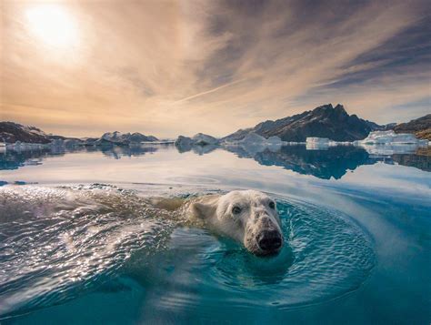 Polar Bear In Greenland Polar Bear Bear Bear Photos