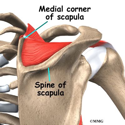 Scapula is a flat bone. Snapping Scapula Syndrome | Houston Methodist