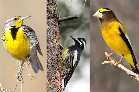 20 Birds With Yellow Bellies Pictures Bird Feeder Hub