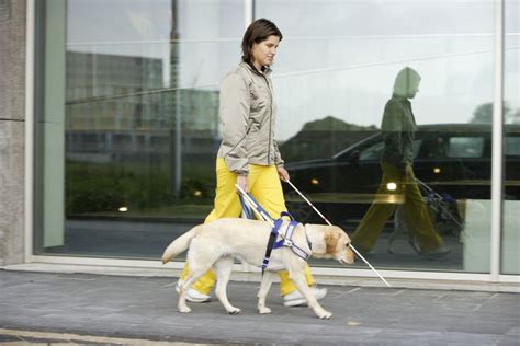 Why Do Some Blind People Use A Guide Dog And A Cane At The