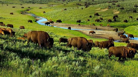 Fond Décran 1920x1080 Animal Bison Buffle Prairie Troupeau