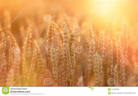 Wheat Field Beautiful Wheat Field In Late Afternoon Lit By Sunlight