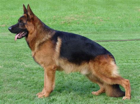 German Shepherd Dog Temperament Traits And Characteristics