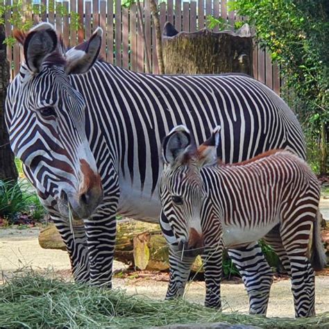Zebra Singapore Zoo