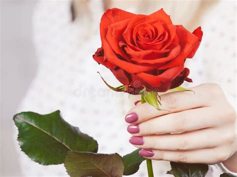 Woman Hand Holding Red Romantic Rose Stock Image Image Of Rose Woman