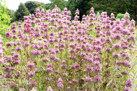 Häufig sind diese durch kreuzung mit monarda fistulosa entstanden. Indianernessel, Goldmelisse, Monarda didyma - Pflege-Anleitung