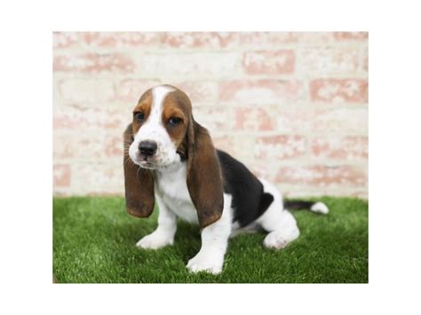 The search tool above returns a list of breeders located nearest to the zip or postal code you enter. Basset Hound Puppies - Petland Pets & Puppies Chicago Illinois