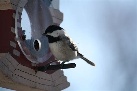 The chickadee bird feeder allows you to offer any type of fruit, bread, seed ball or anything that the birds will eat. Chickadee in a bird feeder | Bird feeders, Bird, Nature