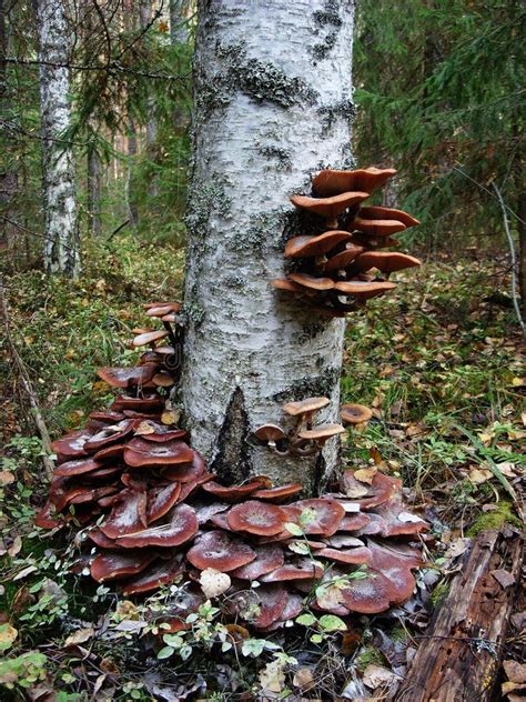 On The Trunk Of Birch Tree Grow Edible Mushrooms Honey Agarics Stock