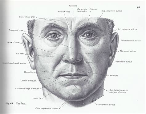 Facial Surface Landmarks Male Figure Drawing Face Drawing Reference