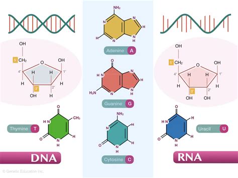 Dna Vs Rna Differences And Similarities 2023