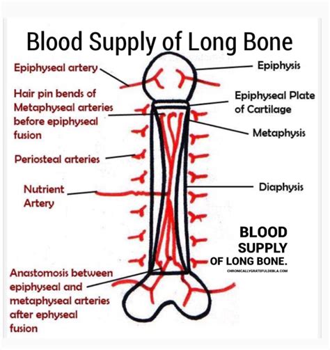 Blood Supply In Bones Chronically Grateful Me By Deborah L Andio