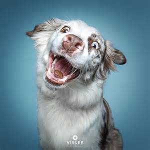 1080x1080 pictures funny funny wallpapers free hd download 500 hq unsplash click images to large view funny wallpapers free hd download 500 hq unsplash best this page is a collection of pictures related to the topic of 1080x1080 xbox gamerpics funny meme, which contains pixels. Hilarious Photos of Dogs Concentrating on Catching Treats in Mid-Air artFido