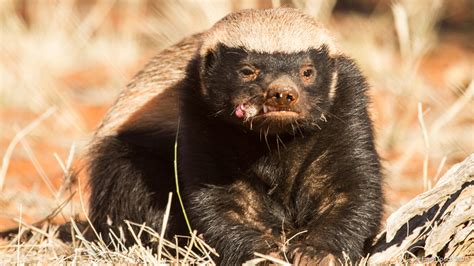 Its Time To Figure Out Just How Smart Honey Badgers Really Are