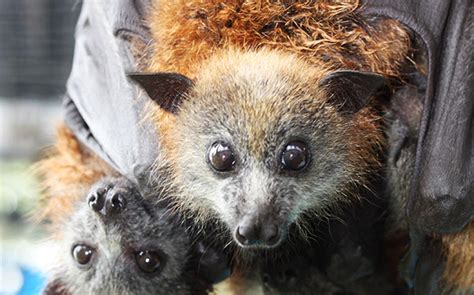 Lismore Park May Be Closed Due To Flying Fox Threat The Echo