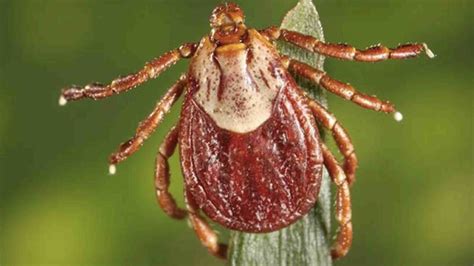 Tick Season Begins In Wyoming Experts Warn Of Rocky Mountain Spotted Fever Colorado Tick