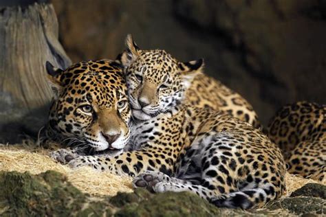 Names Picked For Zoos Baby Jaguars
