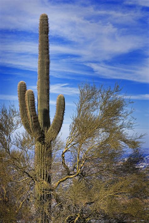 Saguaro Cactus Of The Desert Southwest Photograph By Kelley King