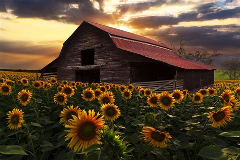 Sunflower Farm Photograph By Debra And Dave Vanderlaan Pixels