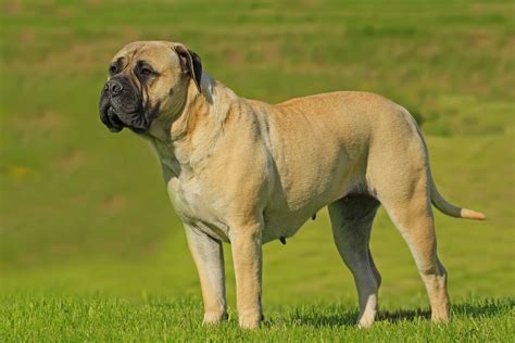 Bullmastiff Características Y Cuidado De La Raza De Perro