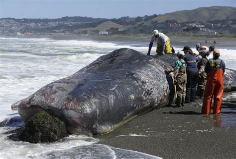 Sperm Whale Washes Ashore In Northern California Cause Of Death